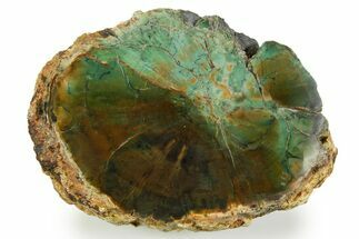 Green Chromium Petrified Wood (Woodworthia) End-Cut - Zimbabwe #379391