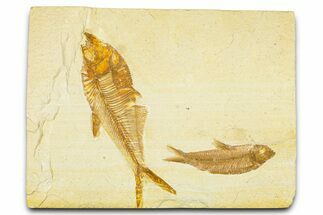 Plate With Two Fossil Fish (Diplomystus & Knightia) - Wyoming #379383
