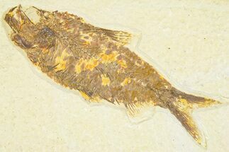 Detailed Fossil Fish (Knightia) - Wyoming #379438