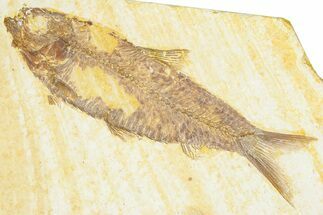 Detailed Fossil Fish (Knightia) - Wyoming #379455