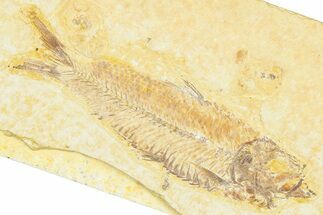 Detailed Fossil Fish (Knightia) - Wyoming #379462