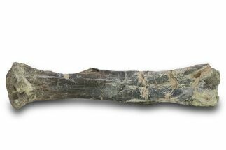Fossil Hadrosaur (Edmontosaurus?) Femur - Montana #379470