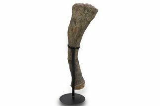 Fossil Sauropod (Camarasaurus) Radius Bone - Wyoming #379484