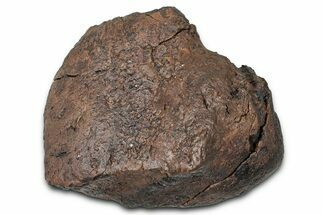 Fossil Nodosaurid (Denversaurus) Osteoderm (Scute) - Wyoming #379523