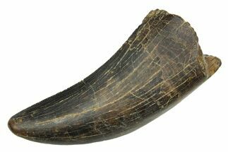 Serrated, Tyrannosaur (Nanotyrannus) Tooth - Wyoming #379728