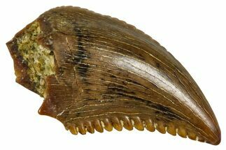 Rare, Serrated Troodontid (Troodon) Tooth - Wyoming #379791
