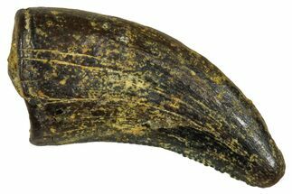 Dromaeosaurid Theropod (Acheroraptor?) Tooth - Wyoming #379821