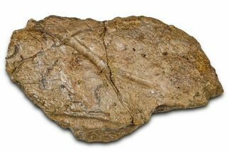 Dinosaur (Triceratops) Frill Shield Section - Wyoming #379892