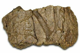 Dinosaur (Triceratops) Frill Shield/Skull Section - Wyoming #379895