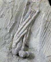 Hypselocrinus Crinoid Fossil - Crawfordsville, Indiana #19871