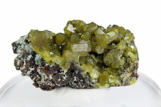 Yellow-Green Pyromorphite Crystals on Matrix - Congo #379959