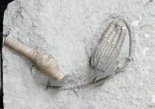 x Sarocrinus Crinoid Fossil - Indiana #19869