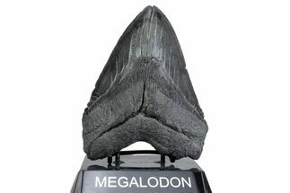 Serrated, Fossil Megalodon Tooth - South Carolina #380077