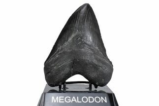 Serrated, Fossil Megalodon Tooth - South Carolina #380124