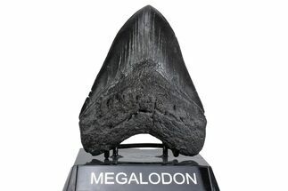 Fossil Megalodon Tooth - South Carolina #380125