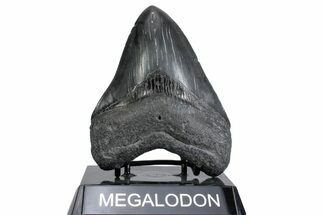 Serrated, Fossil Megalodon Tooth - South Carolina #380128