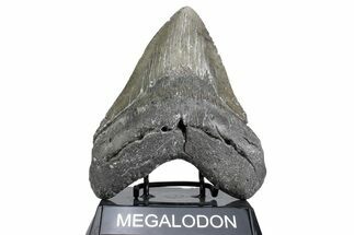 Huge, Fossil Megalodon Tooth - North Carolina #380133