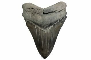 Fossil Shark Teeth For Sale