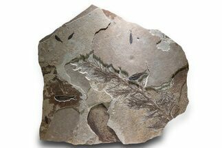 Spectacular Palm Infructescence & Fish Fossil Mural - Wyoming #380244