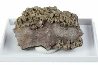 Tetrahedral Zunyite Crystal Cluster w/ Hematite - Iran #380201