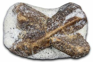 Twinned Staurolite Cross In Glittering Mica-Schist - Russia #380642