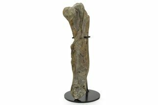Fossil Hadrosaur (Maiasaura) Partial Femur w/ Stand - Montana #379909