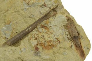Hadrosaur (Edmontosaurus) Ossified Tendons on Sandstone - Wyoming #380394