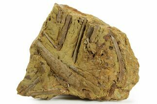 Fossil Dinosaur Rib and Ossified Tendons in Sandstone - Wyoming #380402