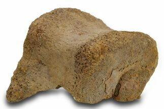 Partial Hadrosaur (Edmontosaurus) Caudal Vertebra - Wyoming #380411
