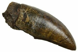 Serrated, Fossil Tyrannosaurus (Trex) Tooth - Wyoming #380874