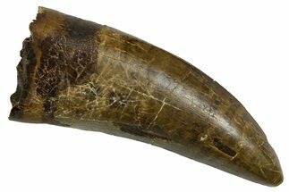 Serrated, Fossil Tyrannosaurus (Trex) Tooth - Wyoming #380875