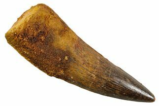 Real Spinosaurus Tooth - Huge Dinosaur Tooth #380922