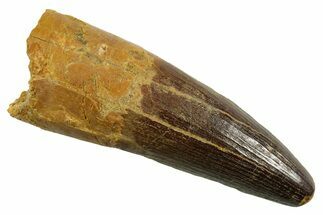 Real Spinosaurus Tooth - Large Dinosaur Tooth #380949