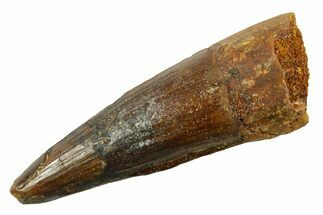 Fossil Spinosaurus Tooth - Real Dinosaur Tooth #380974