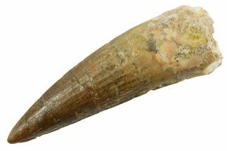 Fossil Spinosaurus Tooth - Real Dinosaur Tooth #380977