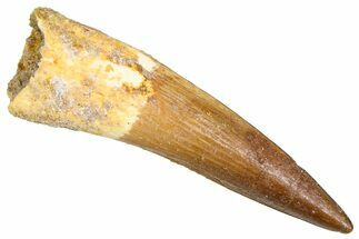 Fossil Spinosaurus Tooth - Real Dinosaur Tooth #380995