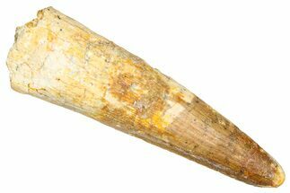 Fossil Spinosaurus Tooth - Real Dinosaur Tooth #381017