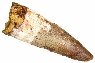 Fossil Spinosaurus Tooth - Real Dinosaur Tooth #381023
