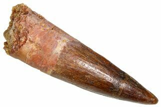 Fossil Spinosaurus Tooth - Real Dinosaur Tooth #381034