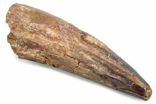 Fossil Spinosaurus Tooth - Real Dinosaur Tooth #381064
