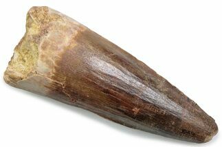Fossil Spinosaurus Tooth - Real Dinosaur Tooth #381071