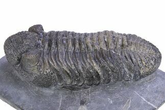 Prone Phacopid (Drotops) Trilobite - Issoumour, Morocco #381138