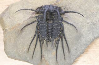 Premium Specimens For Sale