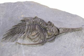 Impressive, Spiny Psychopyge Trilobite - Morocco #381165