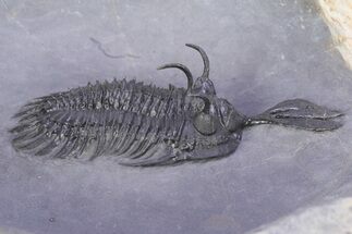 Large, Top Quality Trident Walliserops Trilobite - Timrzit, Morocco #381166