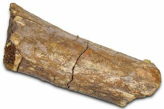 Fossil Dinosaur Appendage Bone Section - Wyoming #381169