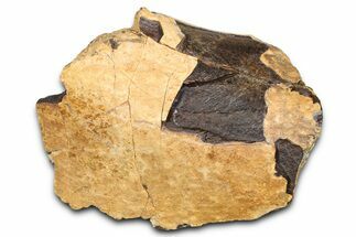 Fossil Dinosaur Appendage Bone Section - Wyoming #381171