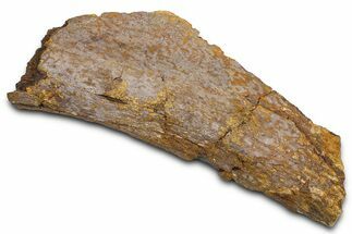 Fossil Dinosaur Bone Section - Wyoming #381172