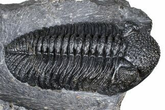 Prone Phacopid (Drotops) Trilobite On Large Limestone #381175