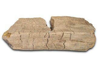 Dinosaur (Triceratops) Rib Bone Section - Wyoming #381182